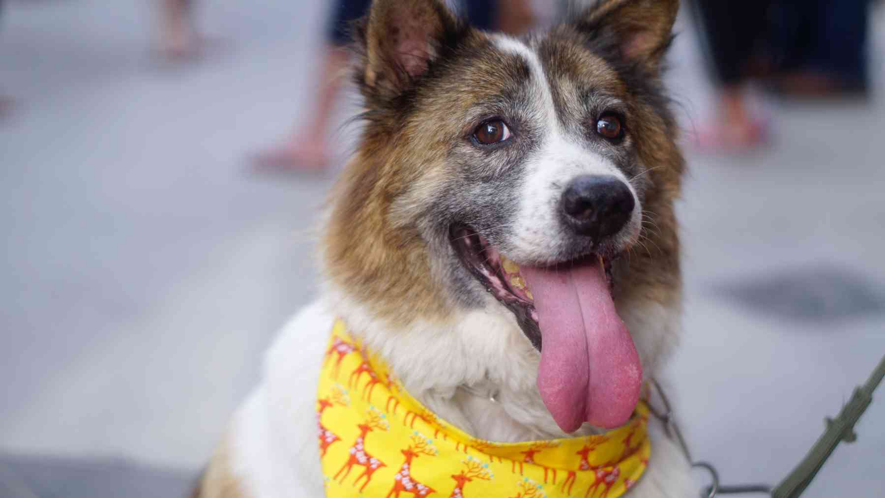 Un perro con un pañuelo amarillo.