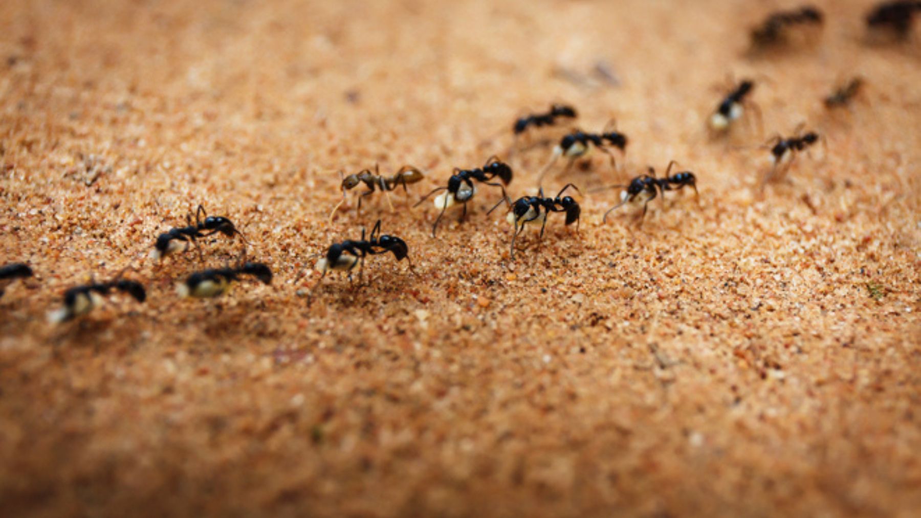 Hormigas caminando en fila. Foto: iStock