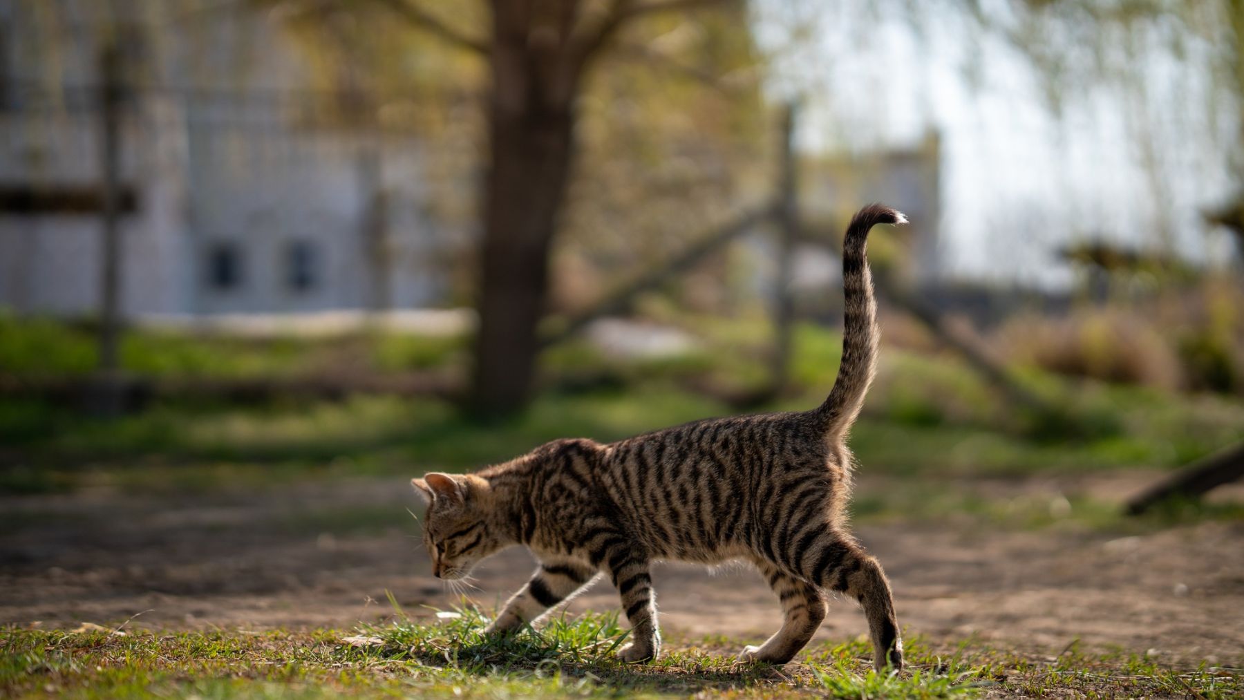 Gato. Foto: Freepik