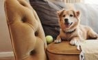 Ni beige ni gris: este es el color de sofá que (casi) nunca se ensucia y lo tienen en las casas donde hay animales y niños