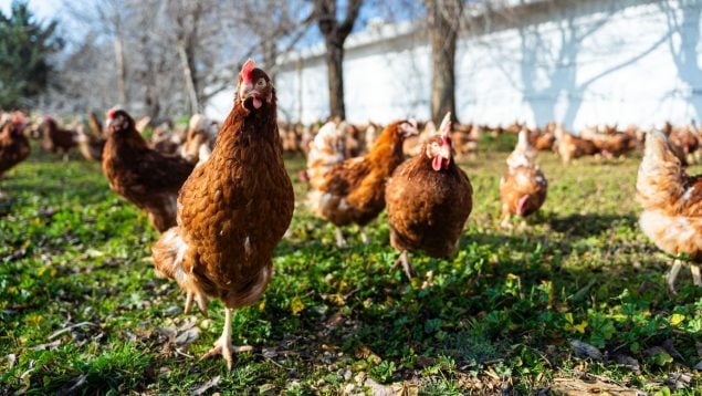 macrogranja Sineu gallinas