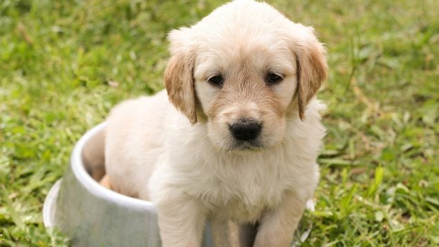 Los ciberdelincuentes aprovechan tus ganas de tener una mascota para realizar esta estafa.