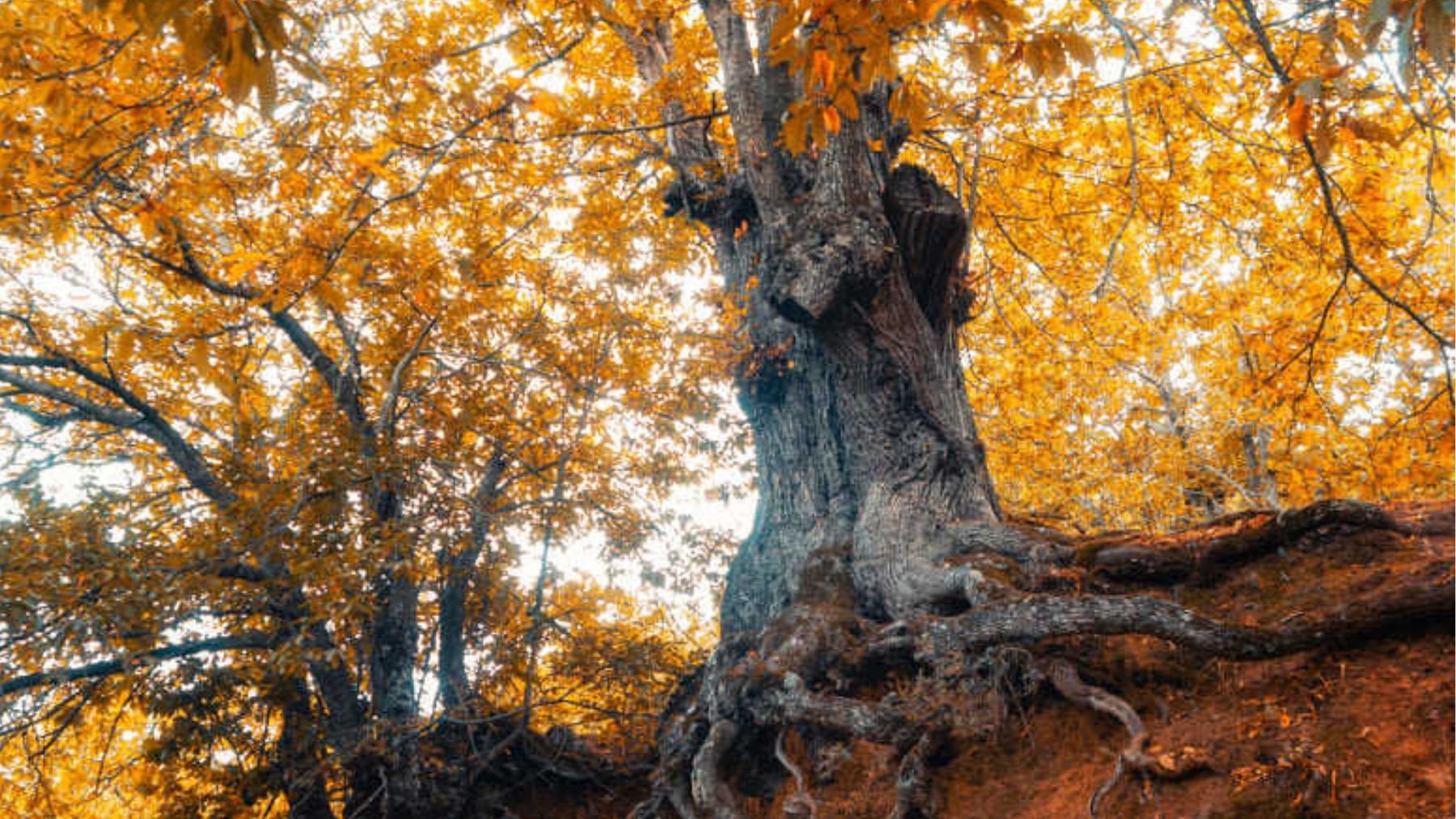 Bosque de Cobre en Málaga. Foto: Turismo de Andalucía