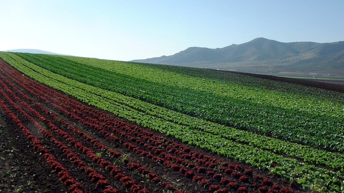 agua agricultura