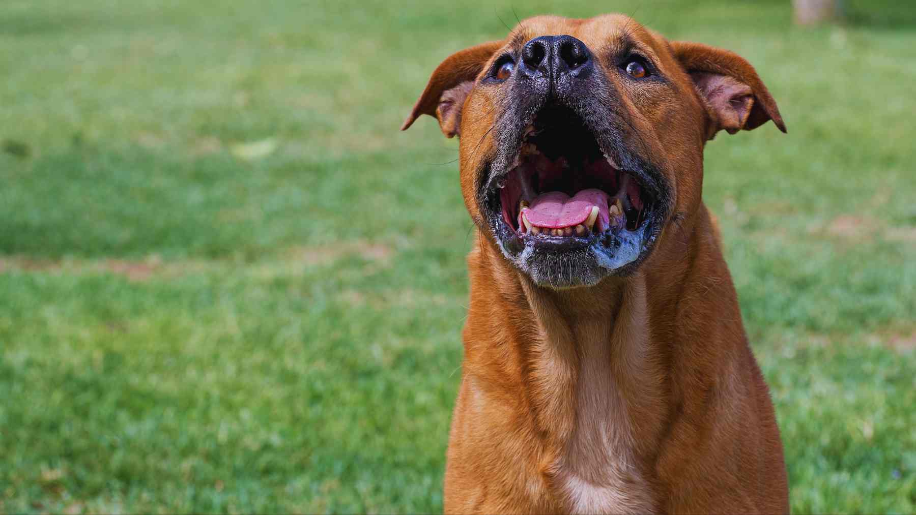 Un perro ladrando.