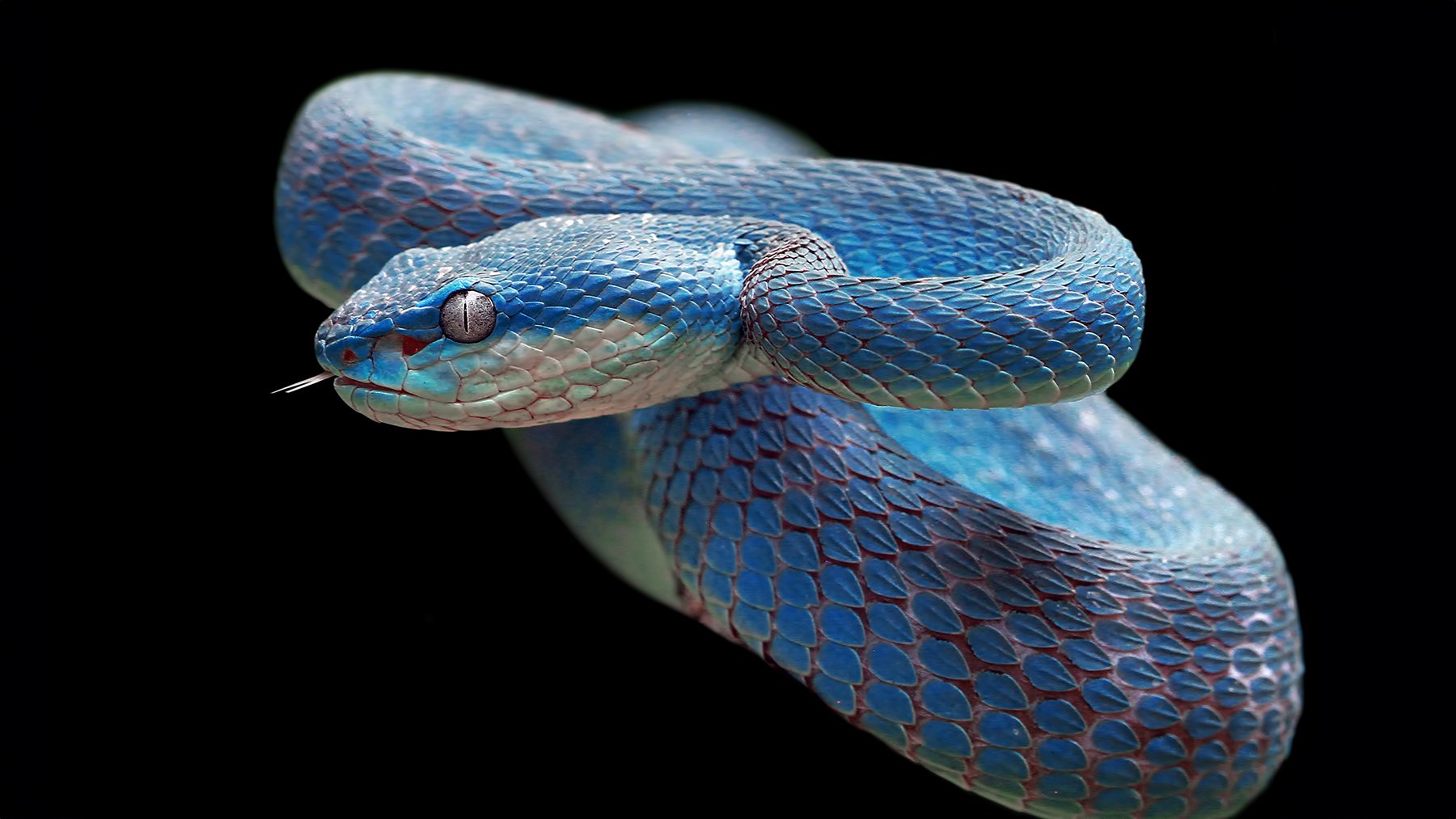 La serpiente cuyo veneno mata a casi el 100% de personas