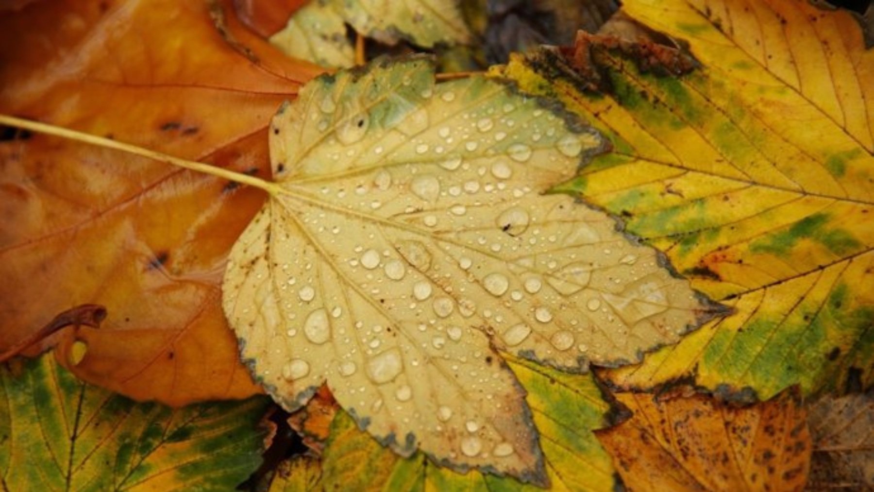 Hojas de otoño. (Foto: EP)