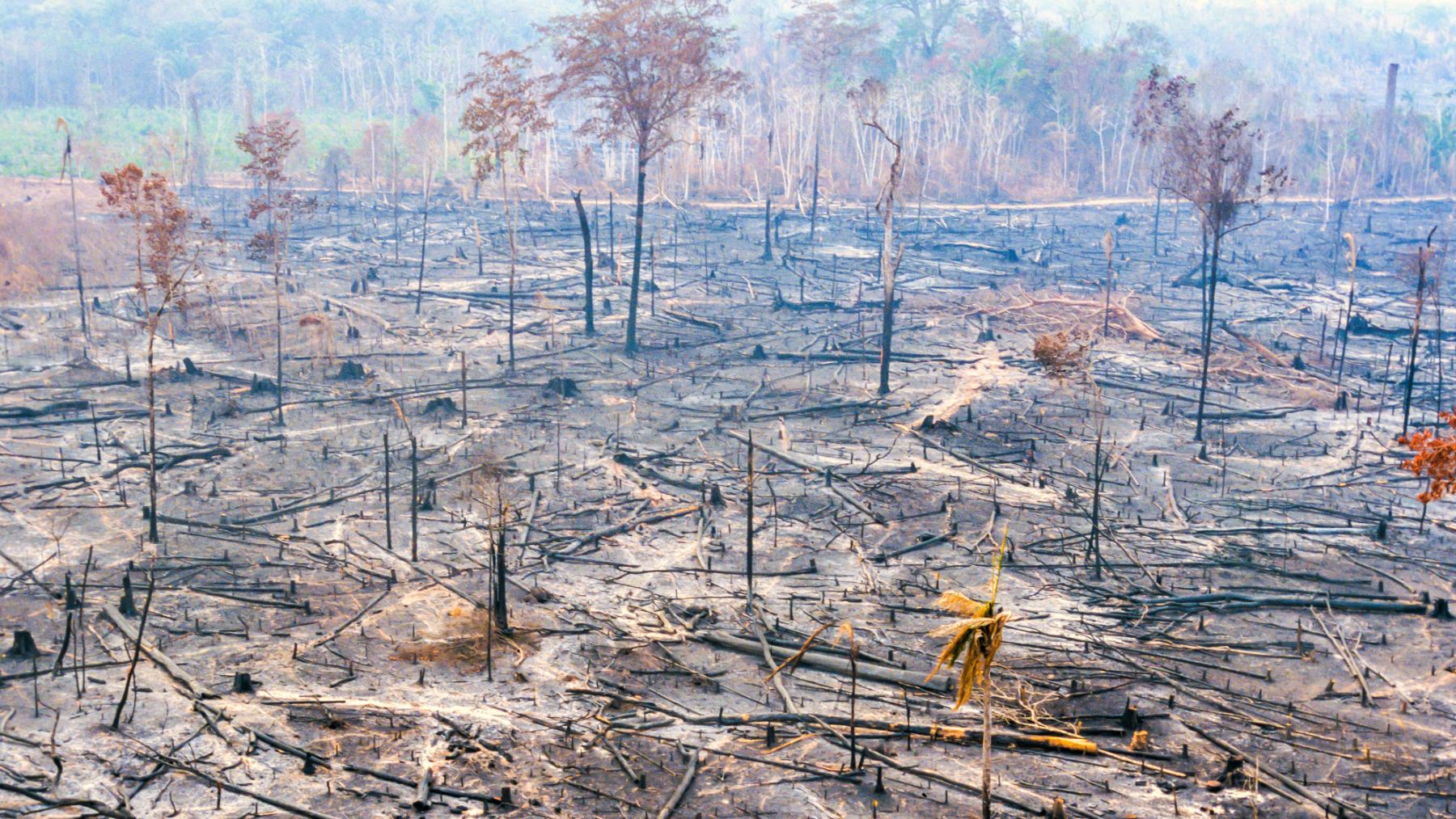 Zona devastada por los incendios en el Amazonas