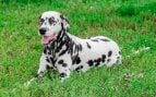 Razas de perro