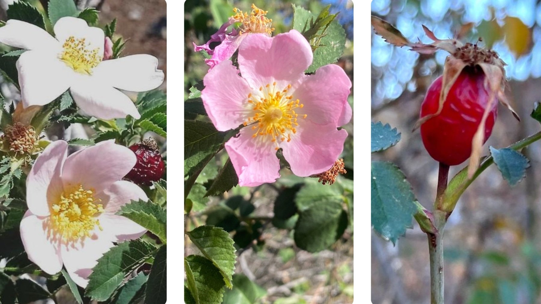 Imágenes de las tres nuevas especies de rosas descubiertas en Canarias (Foto: CSIC)