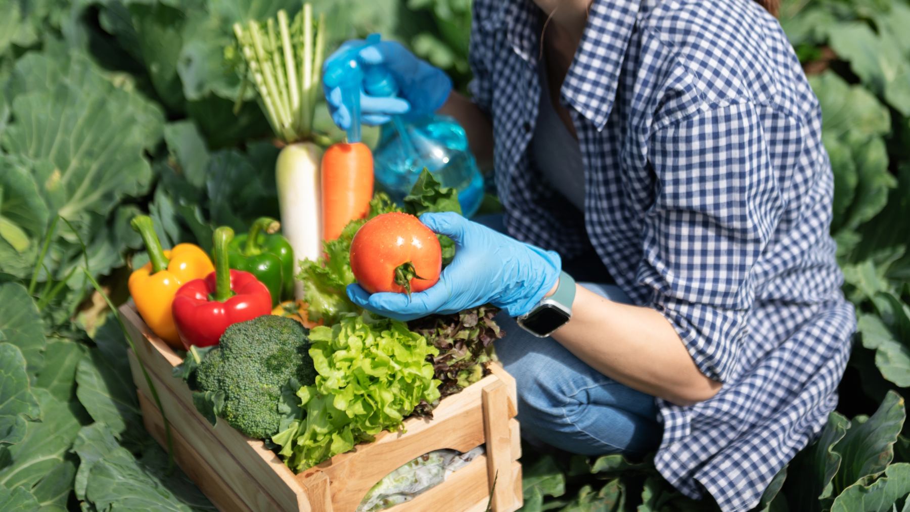 Alimentación agroecológica.