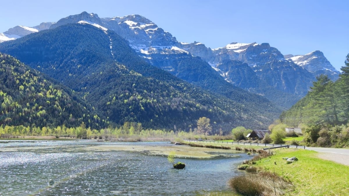 BioPirineo, BEEP, Mosqueruela-Biofor y Fungiverso son los cuatro proyectos que pretenden liderar la gestión forestal sostenible en Aragón