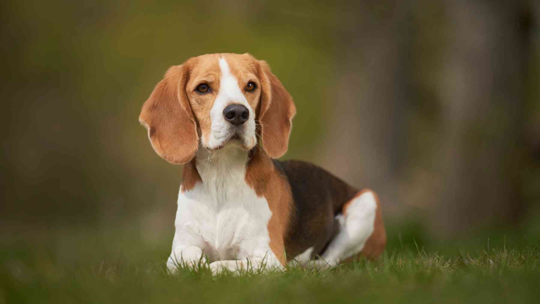 Beagle.