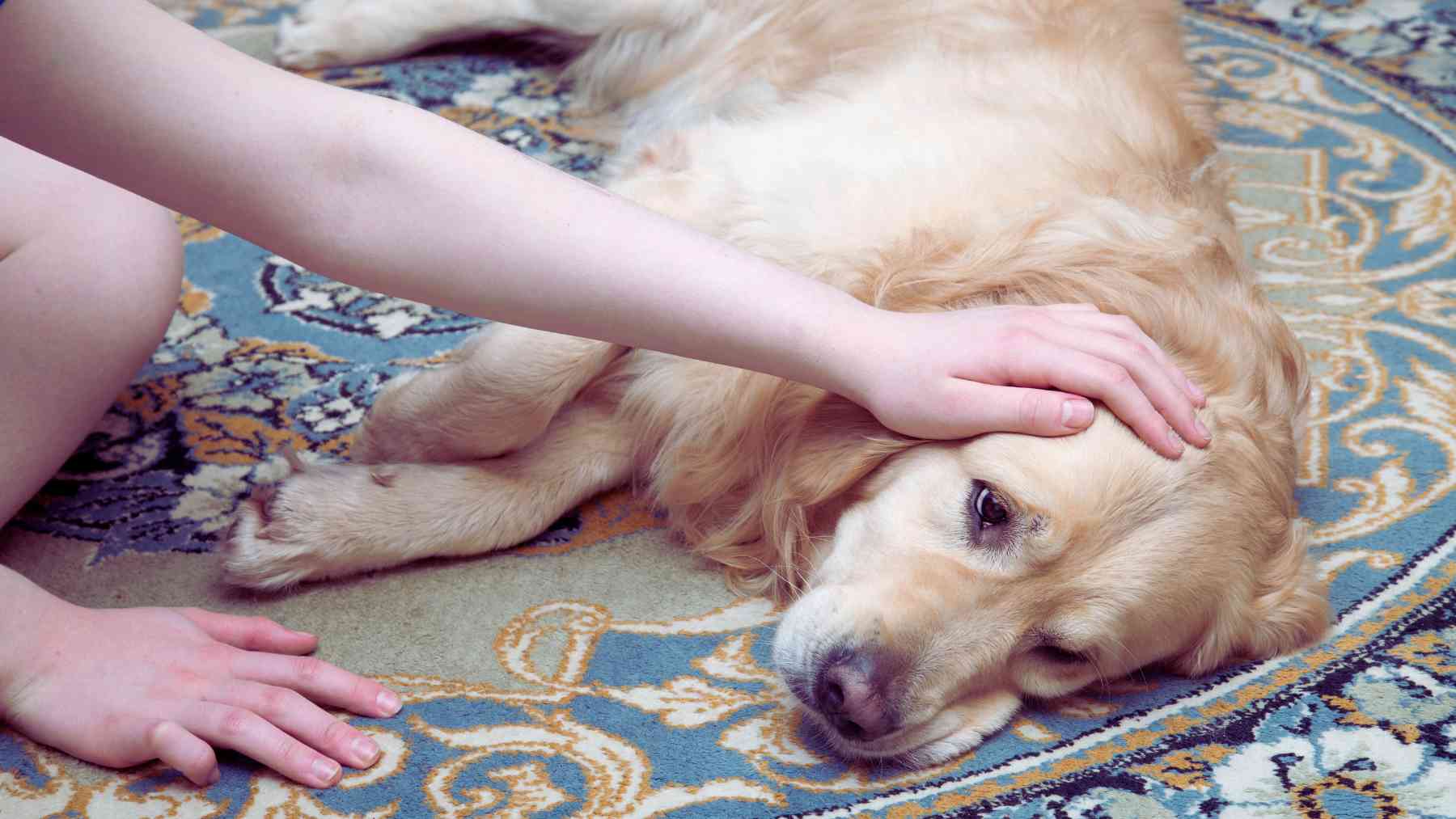 Un perro enfermo.