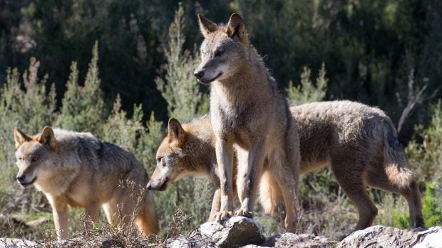 lobo, lobo ibérico, Castilla y León, Juan García-Gallardo