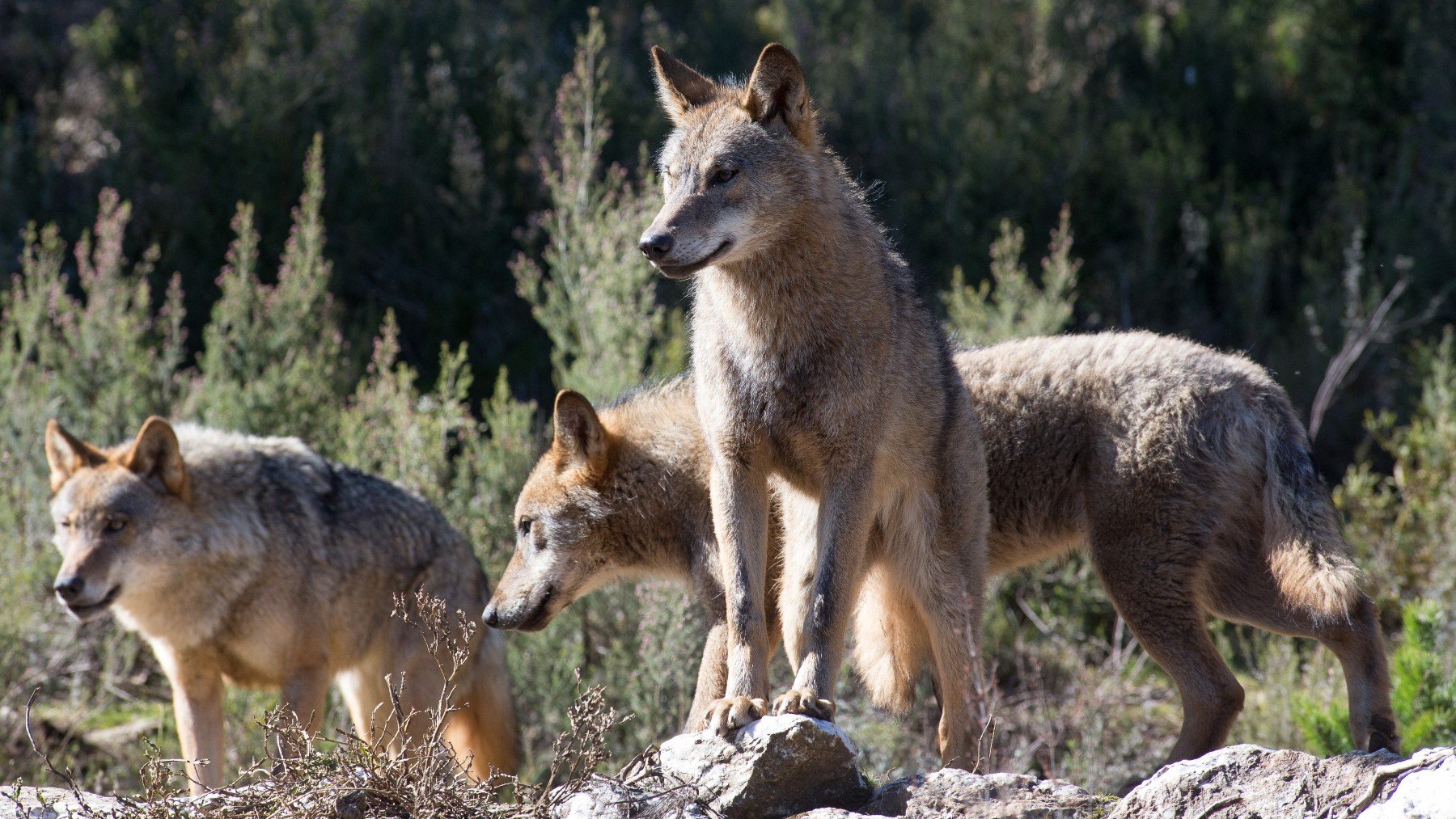 Una manada de lobos ibéricos. (EP)