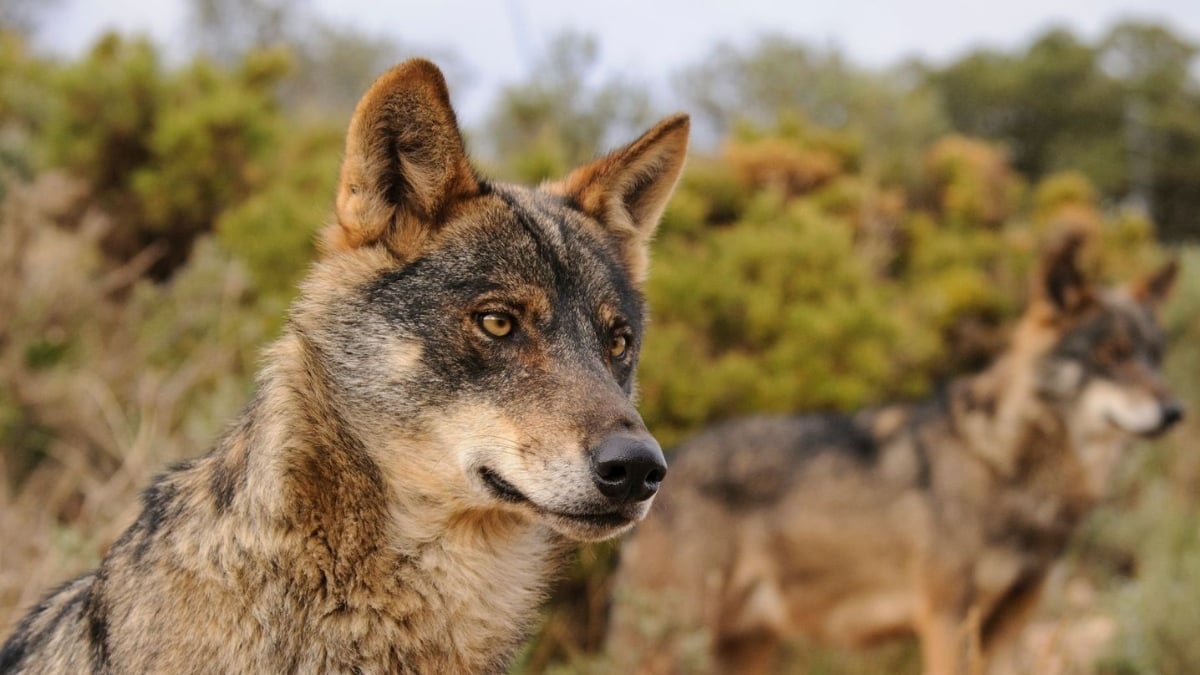 Lobo ibérico (Foto Europa Press / WWF)