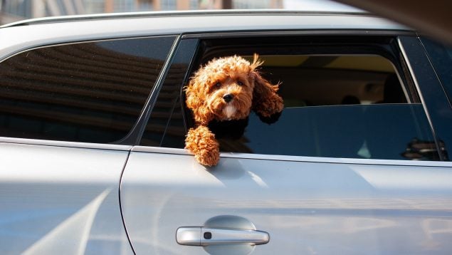 El mejor truco para bajar la temperatura del coche.