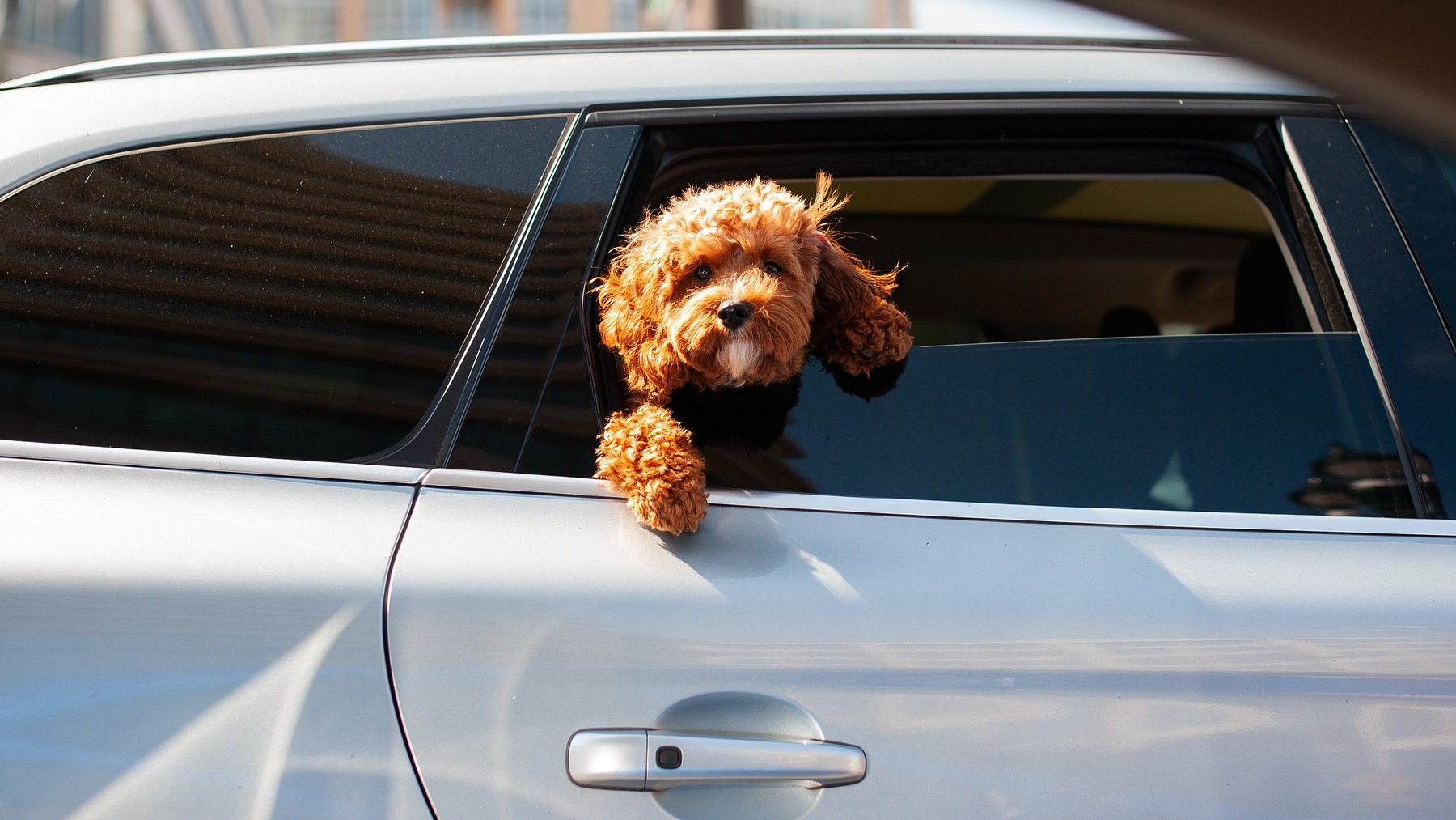 Perro asoma la cabeza por la ventanilla del coche.