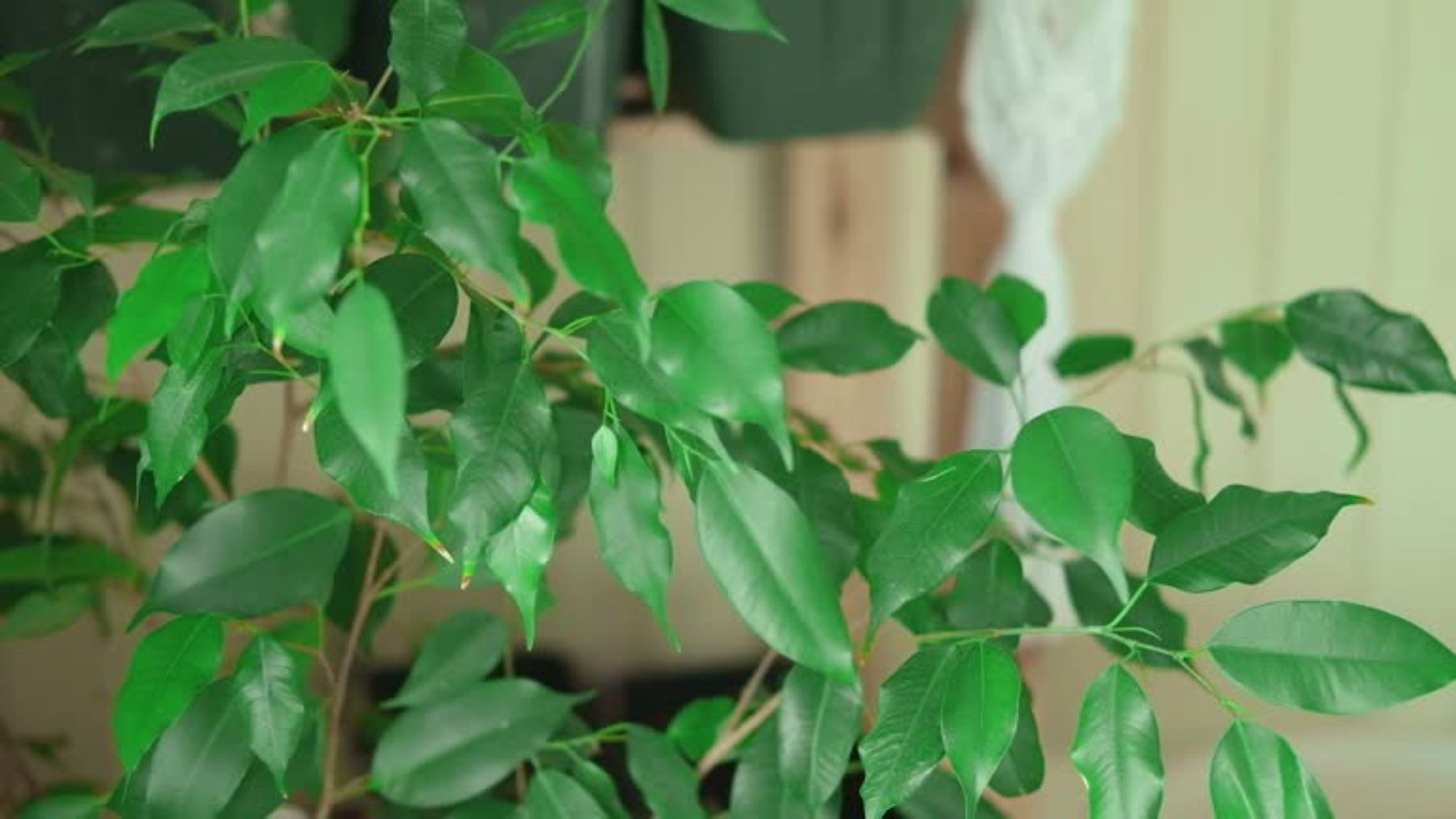 Hojas de una planta.