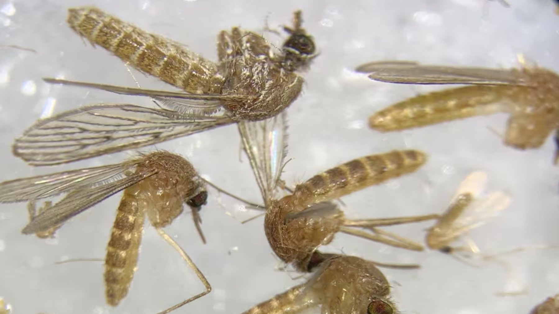 Mosquitos capturados en Sevilla para determinar si están infectados del virus del Nilo. (Foto: Efe)