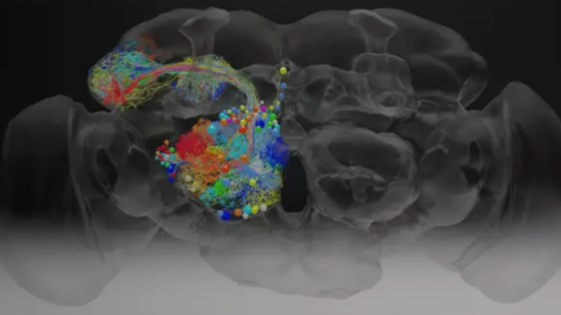 Diagramas completo del cerebro de una mosca.