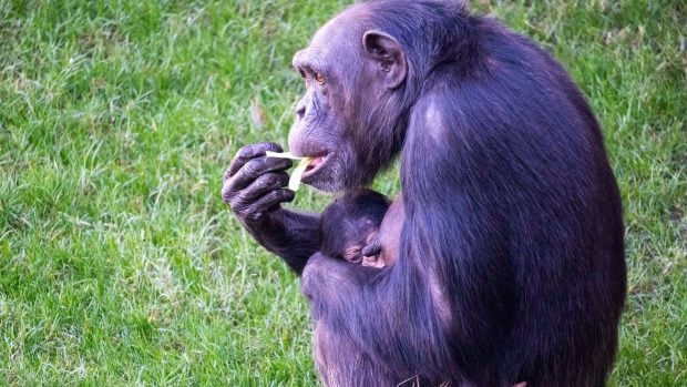 Chimpancé bioparc