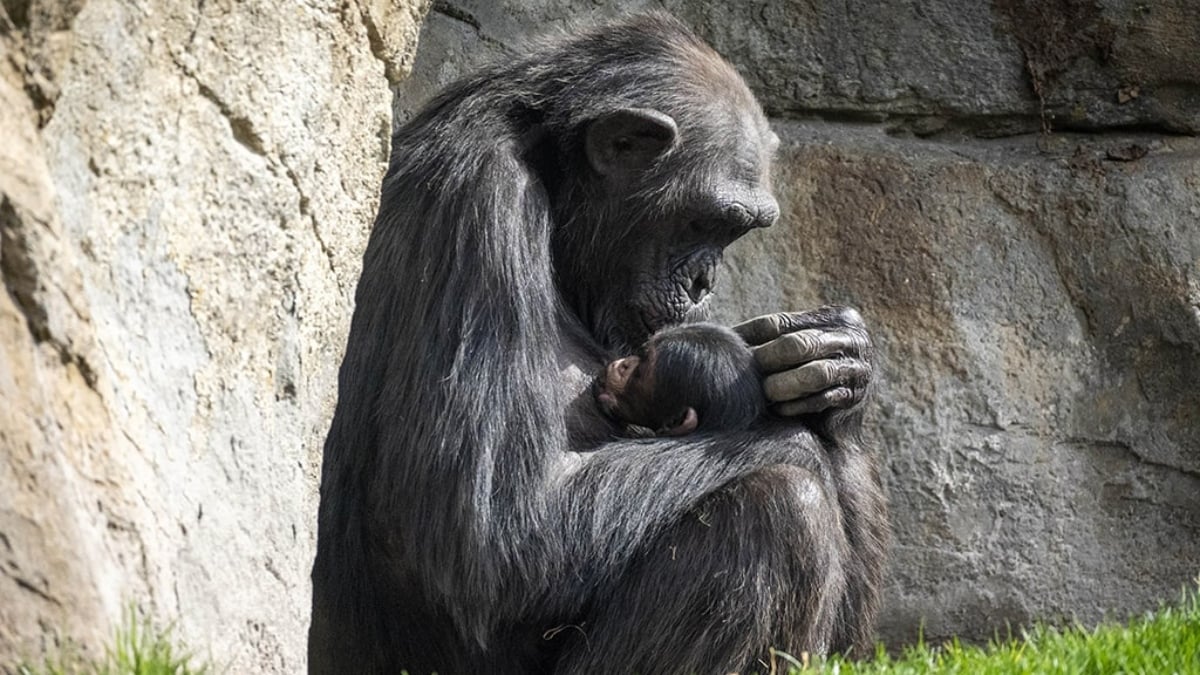 La chimpancé Natalia y su cría en el Bioparc de Valencia (Foto: Bioparc)