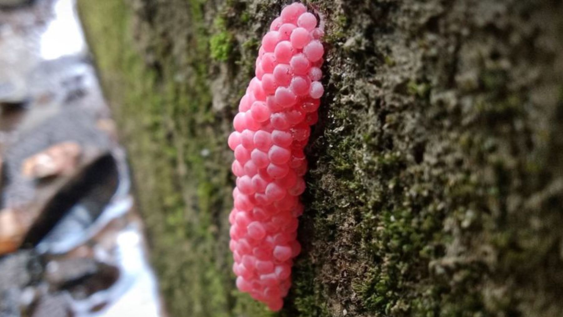 Huevos rosados de una especie invasora. Foto: Adobe Stock