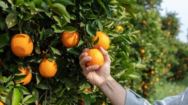 Naranjas turquía