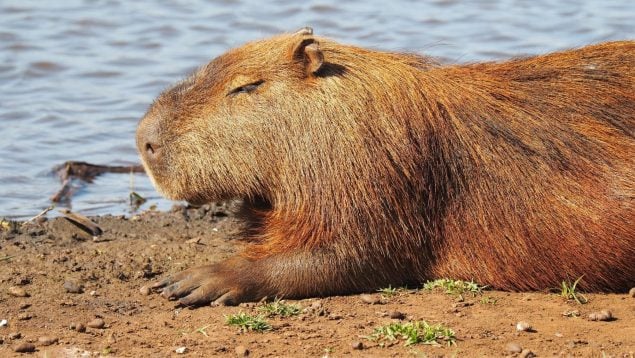 Capibaras, animal