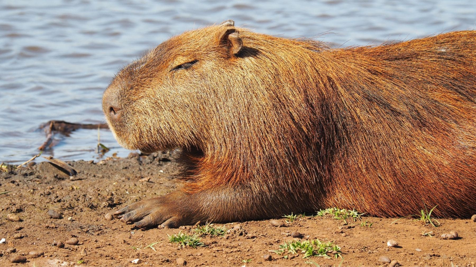 Capibara. Foto: Freepik