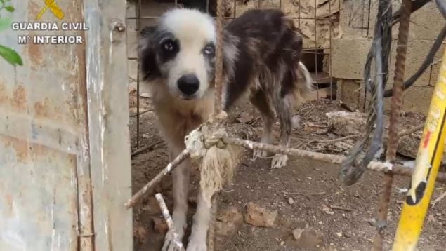 animales en malas condiciones en una finca de Ses Salines