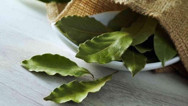 El motivo por el que todo el mundo está poniendo hojas de laurel mojadas en la cocina