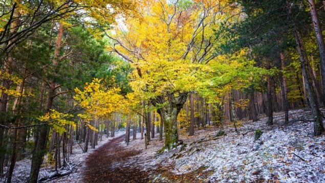 Hayedo, ruta, otoño, Europa,