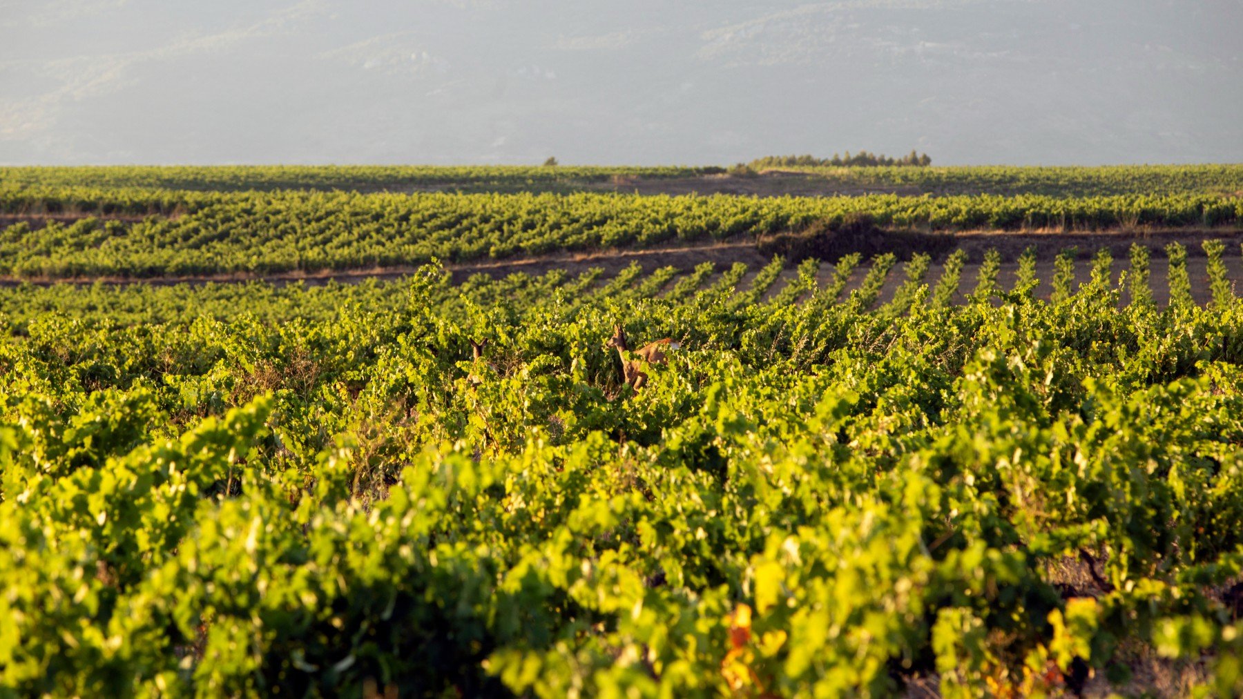 Vinos vendimia