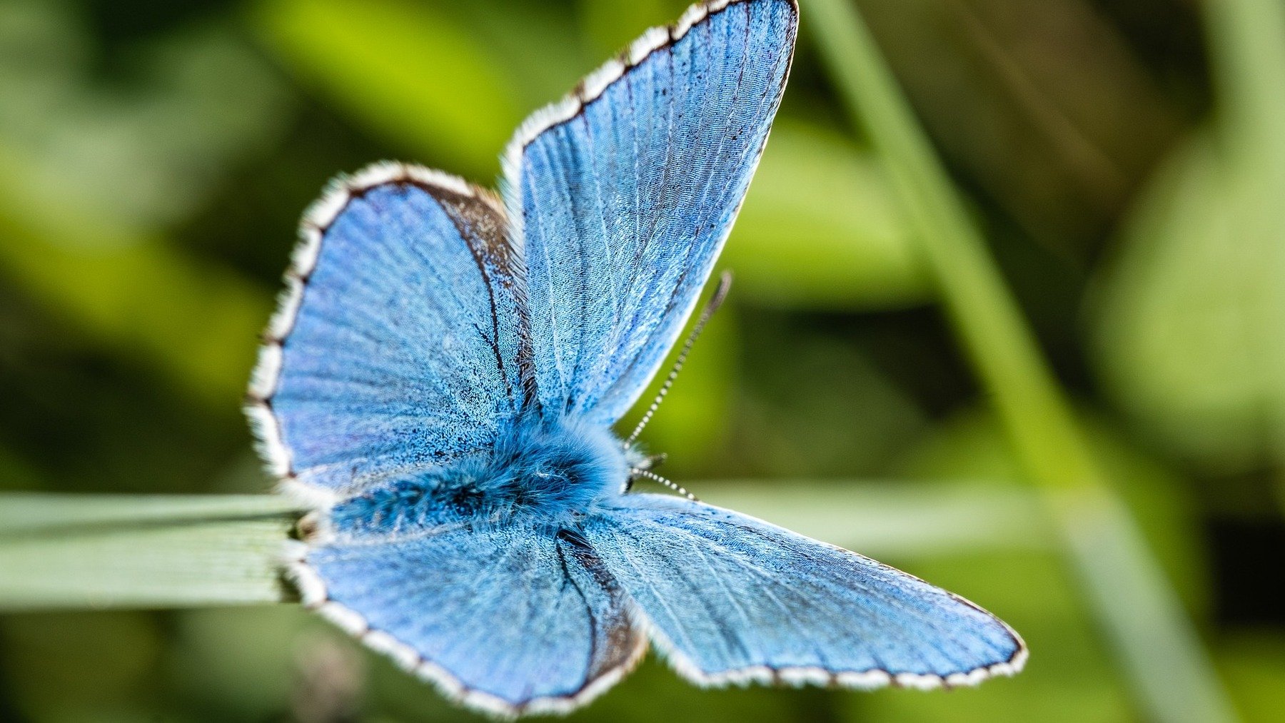 Mariposa azul sobre una planta.