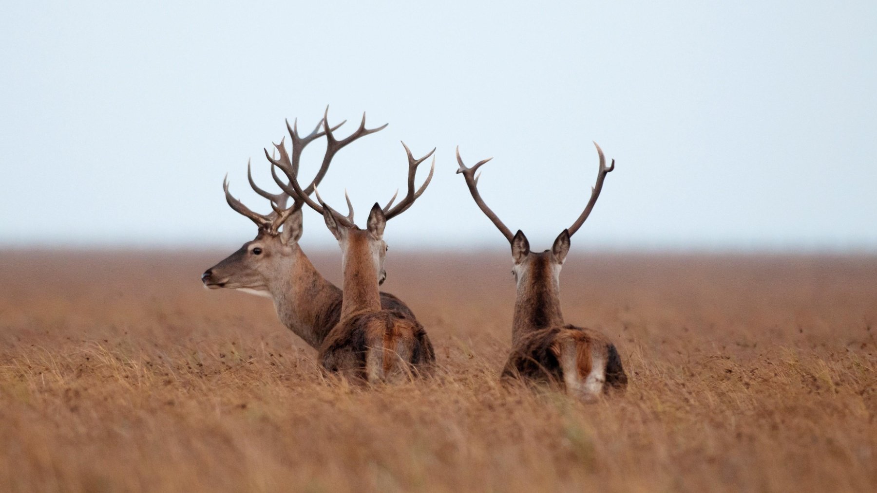 Ciervos en el Parque Nacional de Doñana (Foto: Rubén Olivares)