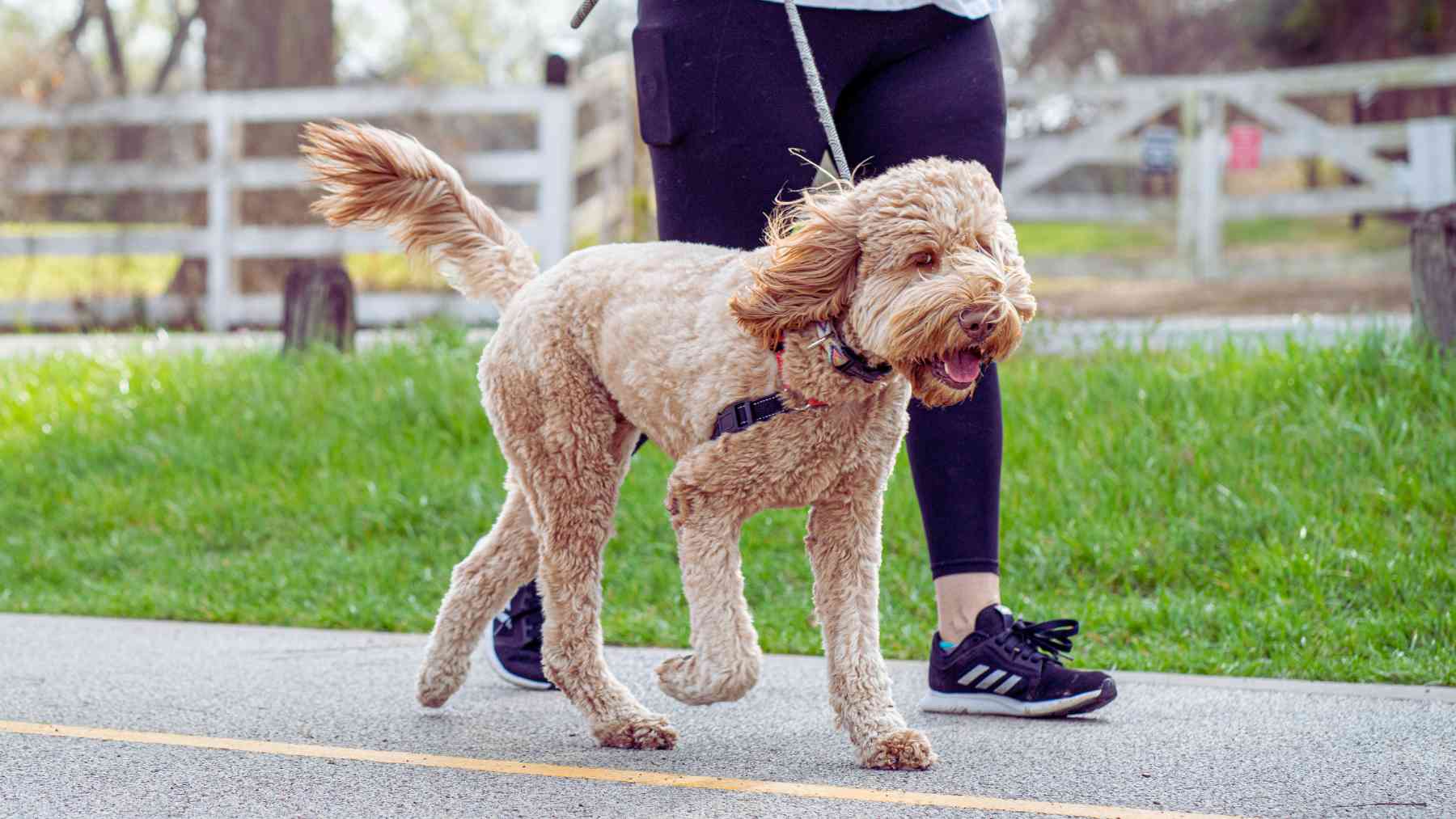 Paseando al perro.