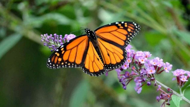 Mariposas en el jardín