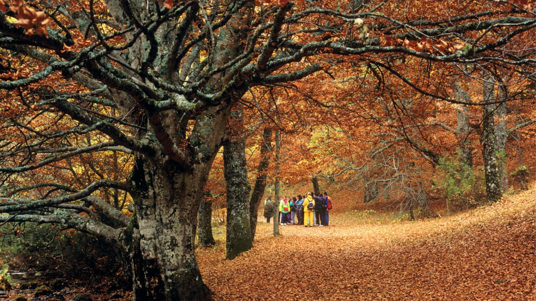 Hayedo de Montejo de la Sierra. Foto: Turismo Comunidad de Madrid