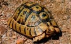 Conmoción en la zoología: aparece en una playa de Cantabria el cadáver de una tortuga laúd, la más grande del mundo
