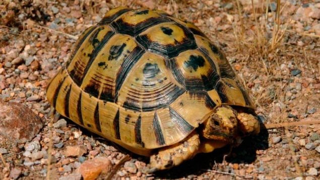 Tortugas, animales