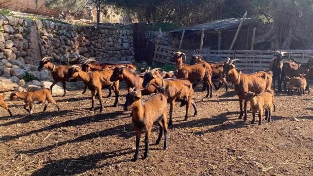 Baleares lengua azul