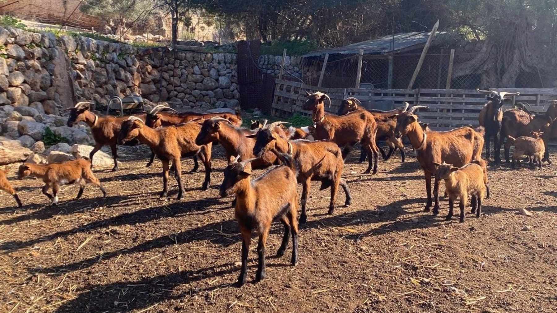 Agricultura confirma 78 focos de lengua azul en Baleares.