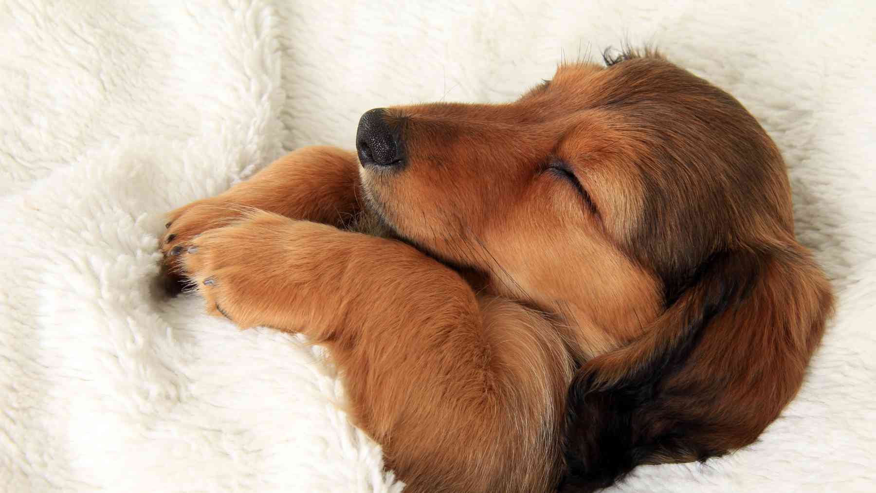 Postura en la que duerme el perro