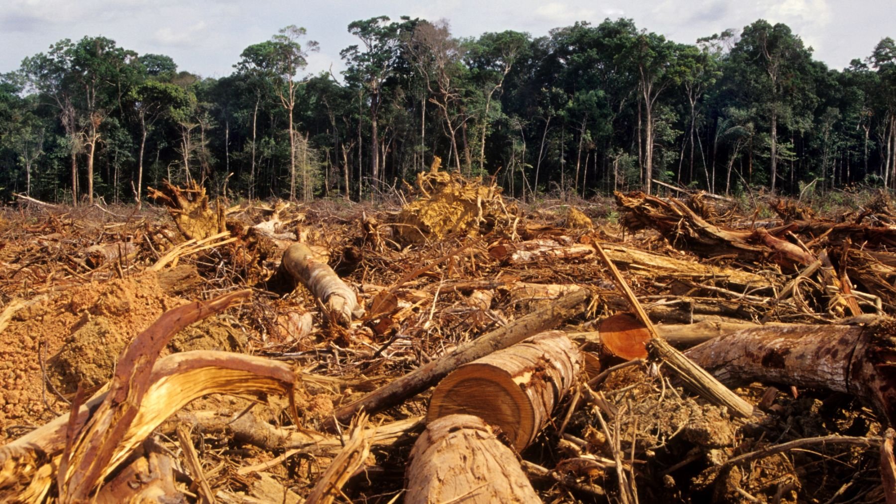 Deforestación en el Amazonas