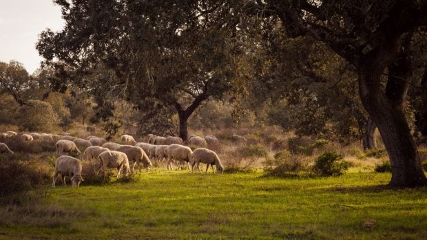 Ovejas Extremadura