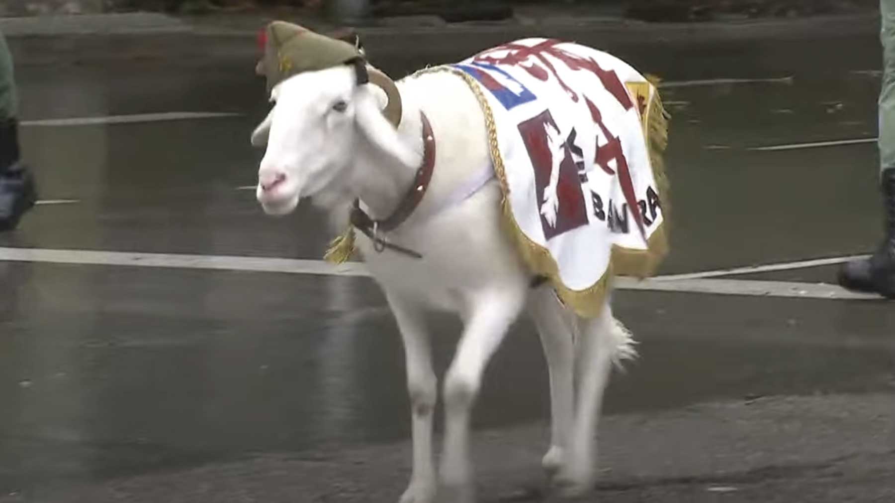 La cabra de la Legión en el desfile de este 12-O.