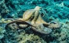Inteligencia pulpo
